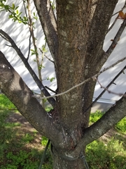 Prunus