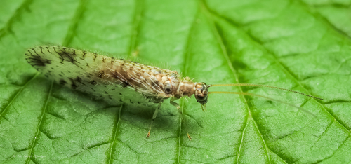 Variegated Brown Lacewing, photo 2 of 10