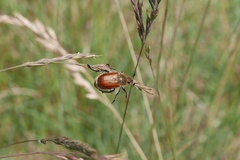 Chaetopteroplia segetum