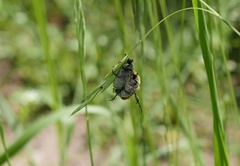 Chaetopteroplia segetum