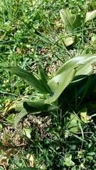Himantoglossum hircinum
