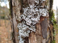 Physconia subpallida