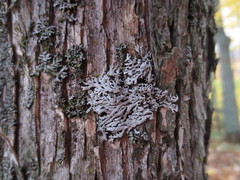 Physconia subpallida