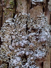 Physconia subpallida