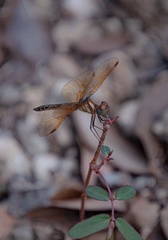 Perithemis domitia