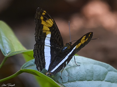 Adelpha capucinus
