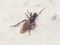 Ischiolepta