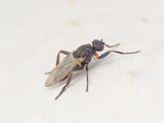 Ischiolepta