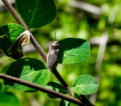 Hadromorphus inflatus