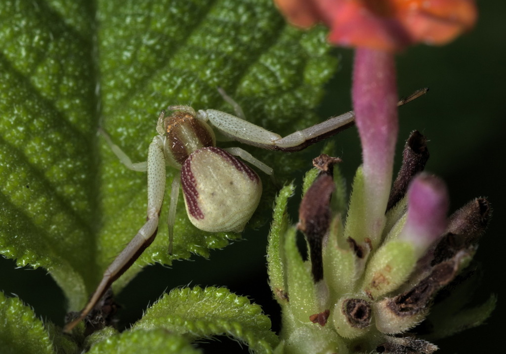 Banded Crab Spider
