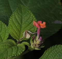 Ebrechtella pseudovatia