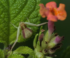 Ebrechtella pseudovatia