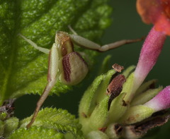 Ebrechtella pseudovatia
