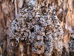 Physconia subpallida