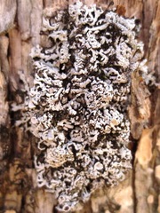 Physconia subpallida