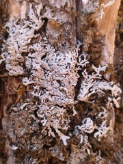 Physconia subpallida