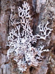 Physconia subpallida