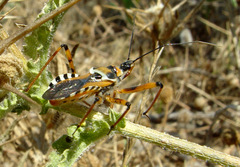Rhynocoris punctiventris