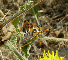 Rhynocoris punctiventris