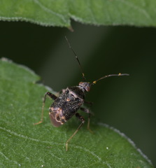Charagochilus longicornis