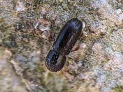 Xyleborinus attenuatus
