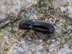 Xyleborinus attenuatus
