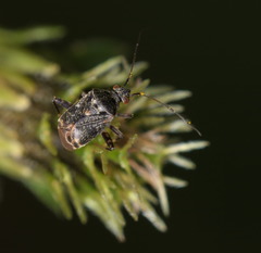 Charagochilus longicornis