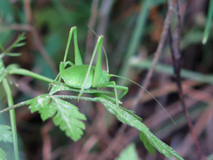 Odontura glabricauda