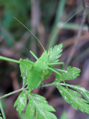 Odontura glabricauda