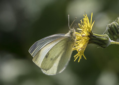Pieris rapae