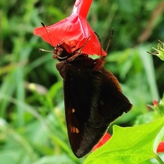 Talides sergestus