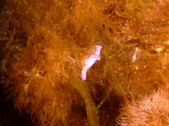 Prostheceraeus roseus