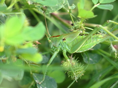 Tettigonia