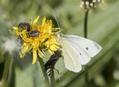 Pieris rapae