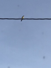 Tyrannus niveigularis