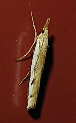 Orocrambus flexuosellus