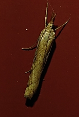 Orocrambus flexuosellus