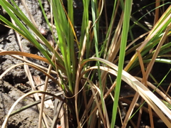 Cladium mariscus jamaicense