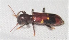 Priocera castanea
