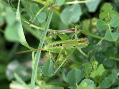 Tettigonia