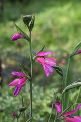 Gladiolus illyricus illyricus