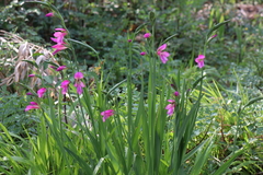 Gladiolus illyricus illyricus