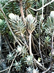 Petrosedum sediforme