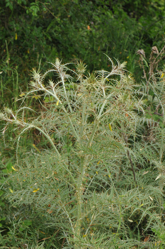 Cynara cardunculus
