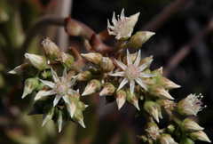 Aeonium davidbramwellii image