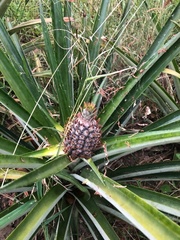 Ananas