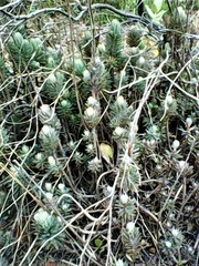 Petrosedum sediforme