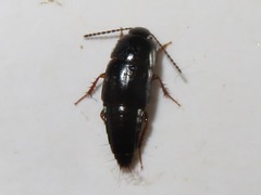Tachinus rufipes