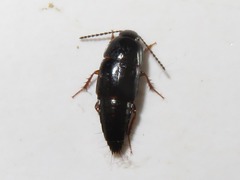 Tachinus rufipes