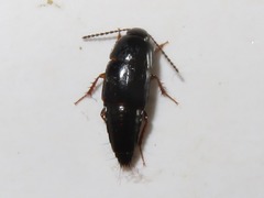Tachinus rufipes